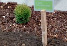 8. Krzewy i zagospodarowanie terenu – efekt końcowy