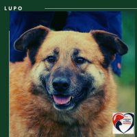 LUPO SAMIEC