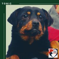 TONIC SAMIEC WŁAŚCICIELSKI