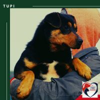 TUPI SAMIEC WŁAŚCICIELSKI