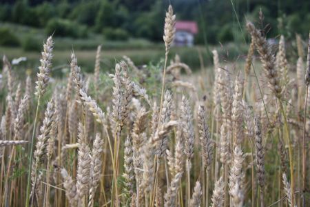 Dopłaty do ubezpieczenia upraw rolnych i zwierząt gospodarskich w 2017 r.