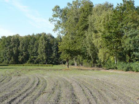 Informacja o wyłożeniu do publicznego wglądu uproszczonych planów urządzenia lasów