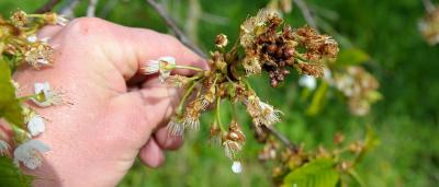 Komunikat dla rolników - harmonogram szacowania szkód