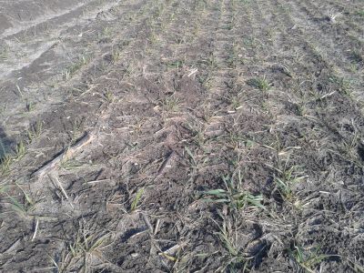 Komunikat w sprawie ujemnych skutków przezimowania upraw