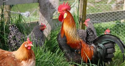 Nowe rozporządzenie dotyczące PTASIEJ GRYPY