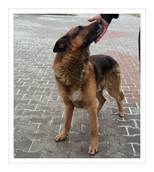 Ogłaszamy przetarg na wyłapywanie oraz zapewnienie opieki bezdomnym zwierzętom z terenu gminy Głowno