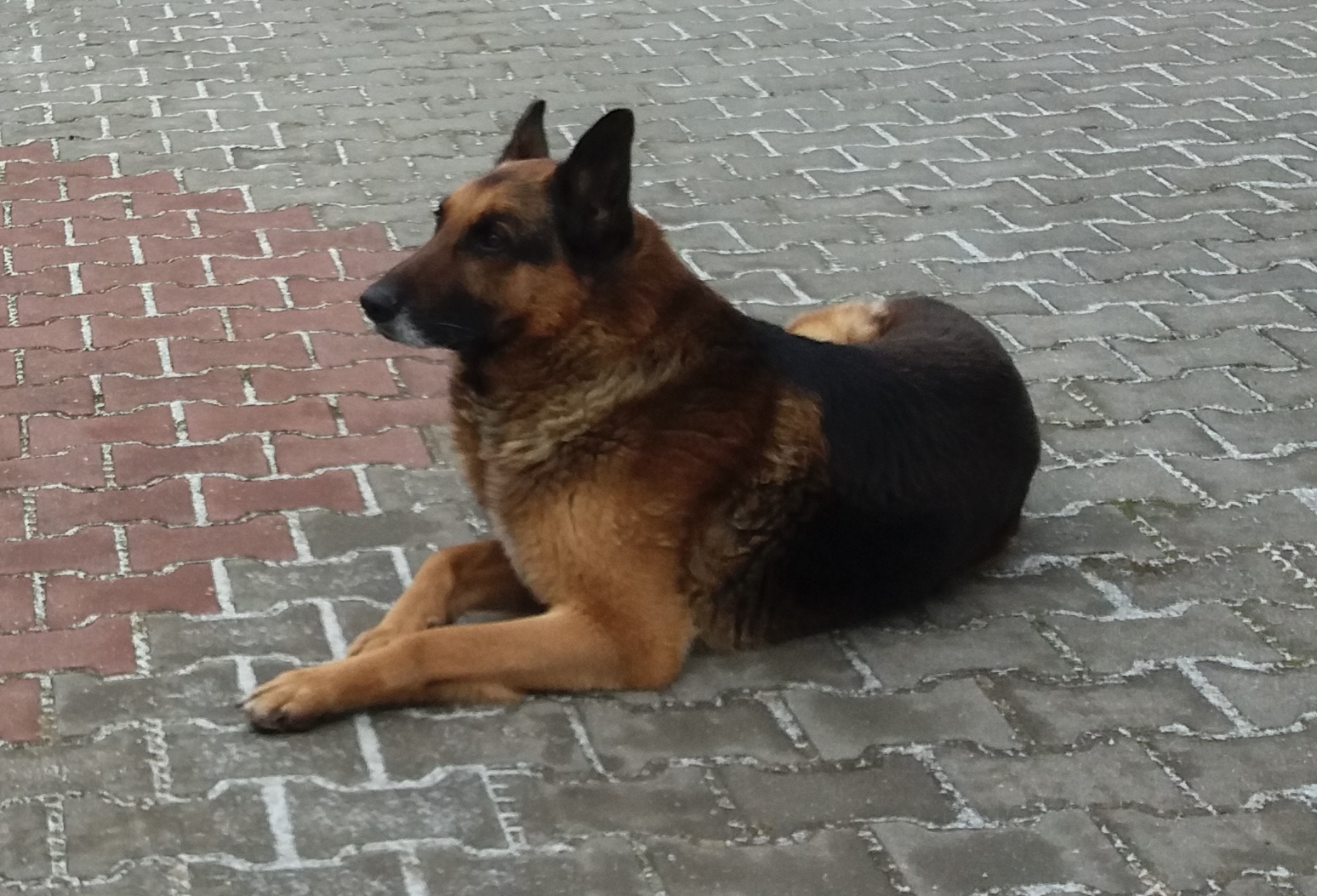 Pilnie poszukiwany dom dla Owczarka nienieckiego