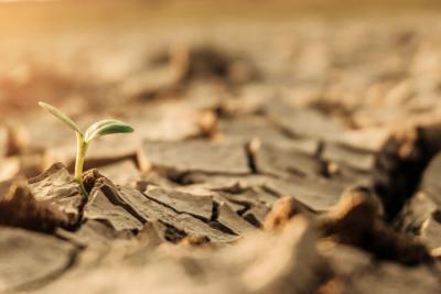 Pomoc krajowa dla producentów rolnych - kontynuacja pomocy suszowej