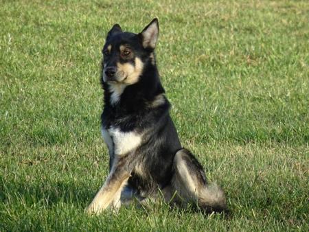 POSZUKUJEMY WŁAŚCICIELA DLA PSA!