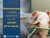 Rekompensaty za klęski żywiołowe lub ASF: wnioski od 11 marca
