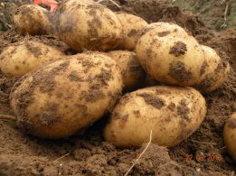 Sadzonki ziemniaka - Przypomnienie Łódzkiego Wojewódzkiego Inspektoratu ochrony Roślin i Nasiennictwa w Łodzi