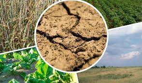 Straty w uprawach spowodowane suszą 2018