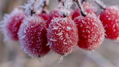 Szacowanie szkód spowodowanych przymrozkami