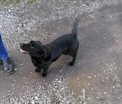 UWAGA w miejscowości Albinów błąka się pies