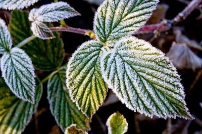 Wiosenne przmrozki - odbiór protokołów