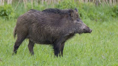 Wnioskujemy o zwiększenie odstrzału dzików