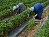 Wytyczne MRiRW i GIS dla producentów rolnych zatrudniających cudzoziemców  przy pracach sezonowych w związku z rozprzestrzenianiem się wirusa SARS COV-2