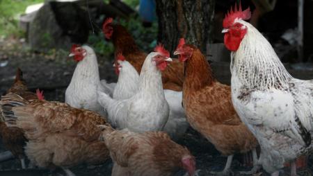 Wytyczne związane z wystąpieniem wysoce zjadliwej grypy ptaków