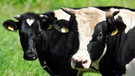 Zmiana przepisów w zakresie znakowania i rejestracji zwierząt